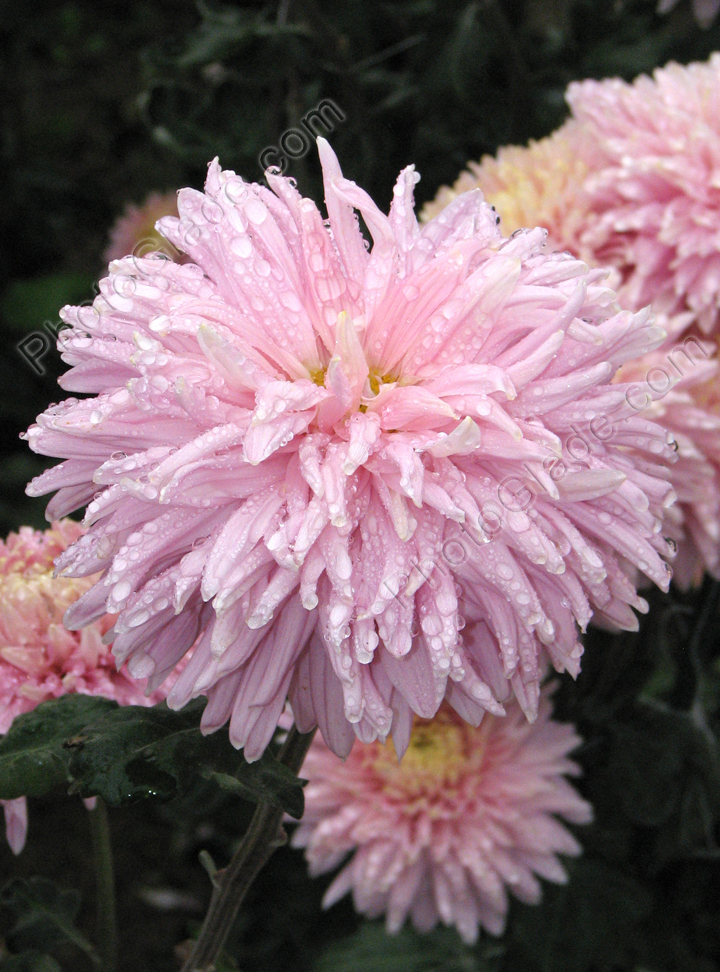 Хризантема сорта Royal Southdown Pink.