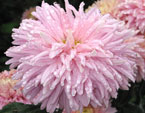Хризантема сорта Royal Southdown Pink. 
Размер: 720x972. 
Размер файла: 615.29 КБ