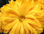 Цветок хризантемы Борнхольм (Bornholm) крупным планом. 
Размер: 720x540. 
Размер файла: 449.85 КБ