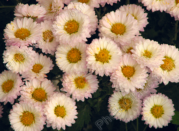 Белые ковровые хризантемы Никитского сада.
