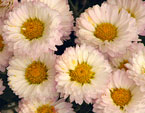 Белые ковровые хризантемы Никитского сада. 
Размер: 720x527. 
Размер файла: 481.65 КБ