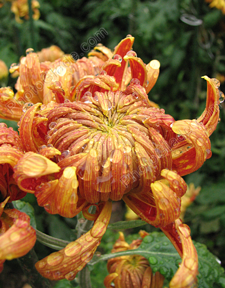 Хризантема Тёмное Пламя Мягкое Золото (Хо-Лао-Цзынь-Хоу).