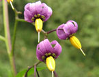 Фиолетовый цветок из Никитского сада. 
Размер: 720x960. 
Размер файла: 659.61 КБ