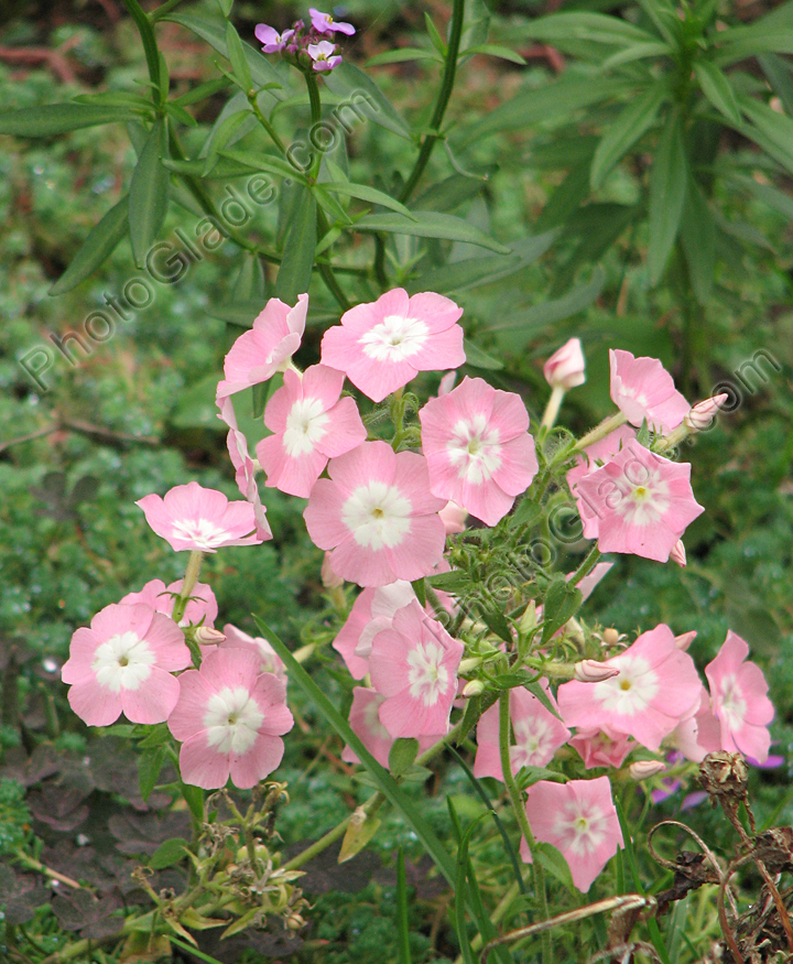 Бело-розовые флоксы Друммонда.