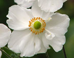 Белые весенние цветы Никитского сада. 
Размер: 720x960. 
Размер файла: 753.59 КБ