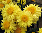 Цветы хризантемы сорта Taffeta Yellow. 
Размер: 720x550. 
Размер файла: 449.01 КБ
