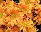 Оранжевые цветы хризантемы Рейган (Reagan). 
Размер: 720x529. 
Размер файла: 535.65 КБ