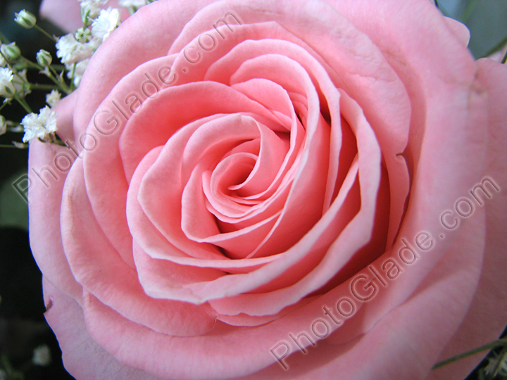 Розовая роза - символ нежности и молодости.
