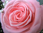 Розовая роза - символ нежности и молодости. 
Размер: 720x540. 
Размер файла: 322.97 КБ