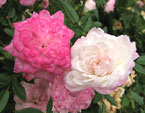 Роза миниатюрная Синдерелла (Cinderella). 
Размер: 720x560. 
Размер файла: 414.31 КБ