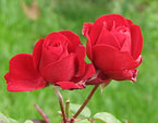 Бутоны красной розы Pussta. 
Размер: 720x562. 
Размер файла: 386.09 КБ