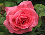 Чайно-гибридная роза Сильвия (Sylvia). 
Размер: 720x598. 
Размер файла: 404.88 КБ