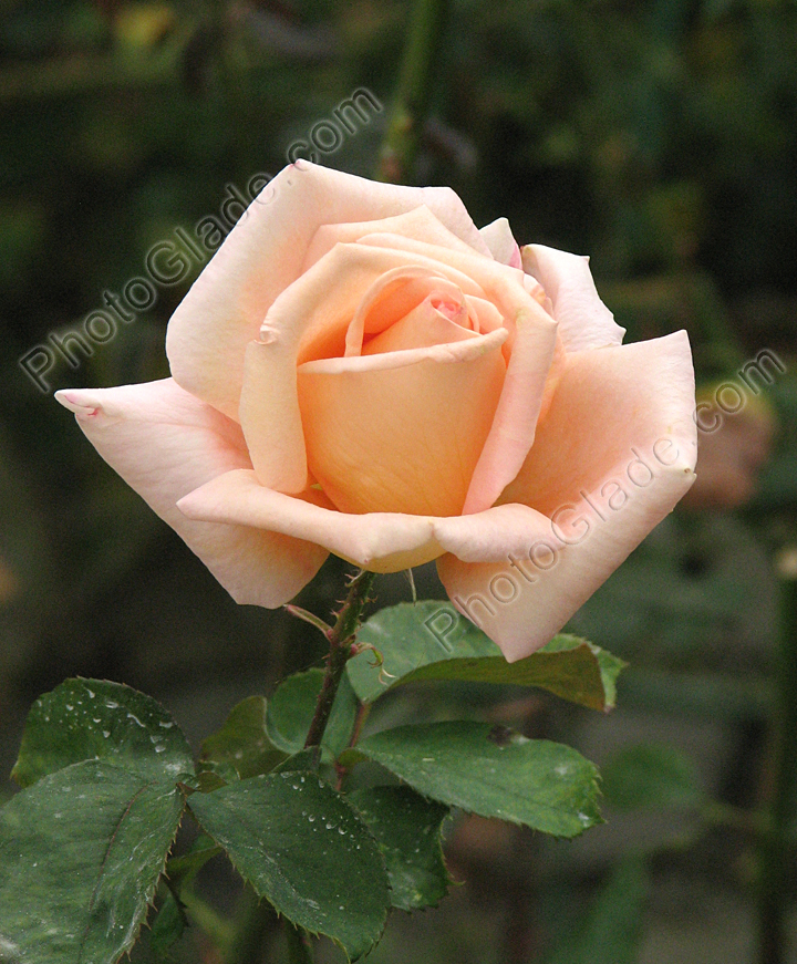 Кремово-розовая роза.