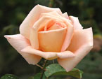 Кремово-розовая роза. 
Размер: 720x871. 
Размер файла: 590.92 КБ