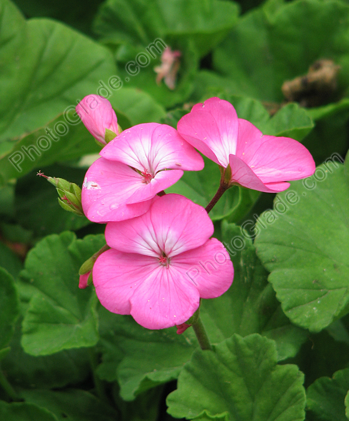 Цветы розовой герани (пеларгонии).