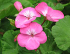 Цветы розовой герани (пеларгонии). 
Размер: 720x867. 
Размер файла: 511.30 КБ