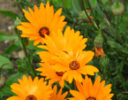 Оранжевые цветы диморфотека, растущие на клумбе. 
Размер: 720x754. 
Размер файла: 512.21 КБ