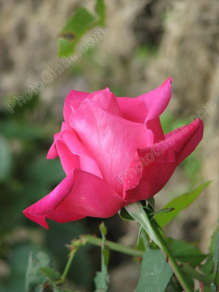 Малиновая роза Петер Франкенфелд (Peter Frankenfeld).