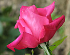 Малиновая роза Петер Франкенфелд (Peter Frankenfeld). 
Размер: 720x960. 
Размер файла: 578.93 КБ