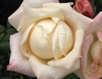 Чайно-гибридная роза Anna. 
Размер: 720x874. 
Размер файла: 507.08 КБ