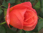 Оранжевая роза распускается. 
Размер: 720x540. 
Размер файла: 352.82 КБ