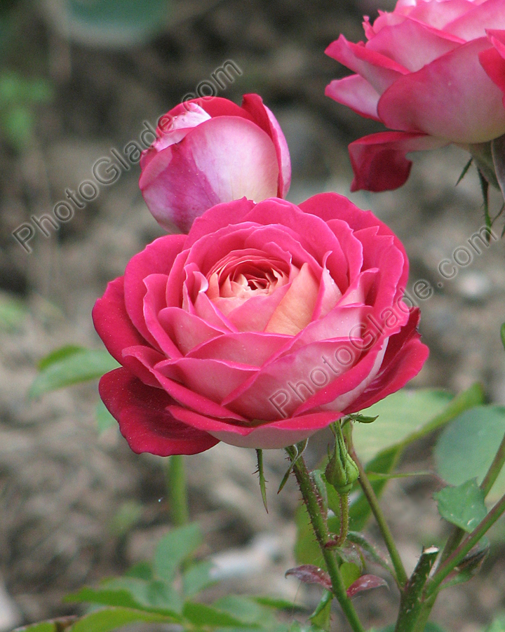 Роза Маричка, малиновая на бледно-розовой "подкладке".
