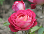 Роза Маричка, малиновая на бледно-розовой "подкладке". 
Размер: 720x901. 
Размер файла: 547.81 КБ