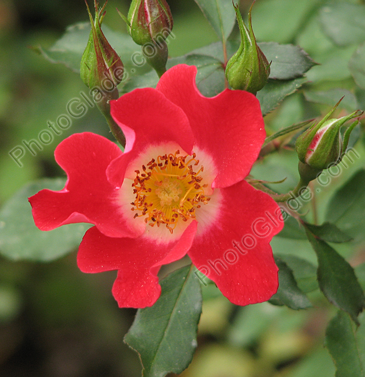 Красно-белая роза Meigerium.