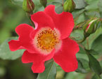 Красно-белая роза Meigerium. 
Размер: 720x744. 
Размер файла: 472.94 КБ