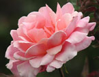 Нежно-розовая роза Благовест. 
Размер: 720x858. 
Размер файла: 493.77 КБ