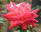 Цветок розы Аве Мария (Ave Maria). 
Размер: 720x856. 
Размер файла: 529.63 КБ