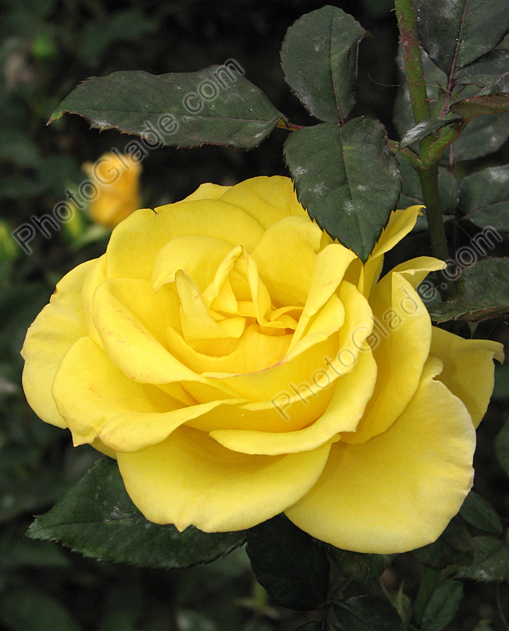 Жёлтая роза под листиком.