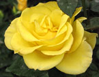 Жёлтая роза под листиком. 
Размер: 720x892. 
Размер файла: 565.13 КБ