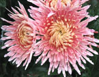 Расцветающие розовые хризантемы. 
Размер: 720x745. 
Размер файла: 652.12 КБ