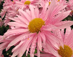 Цветок хризантемы Эрлик крупным планом.  
Размер: 720x846. 
Размер файла: 638.61 КБ