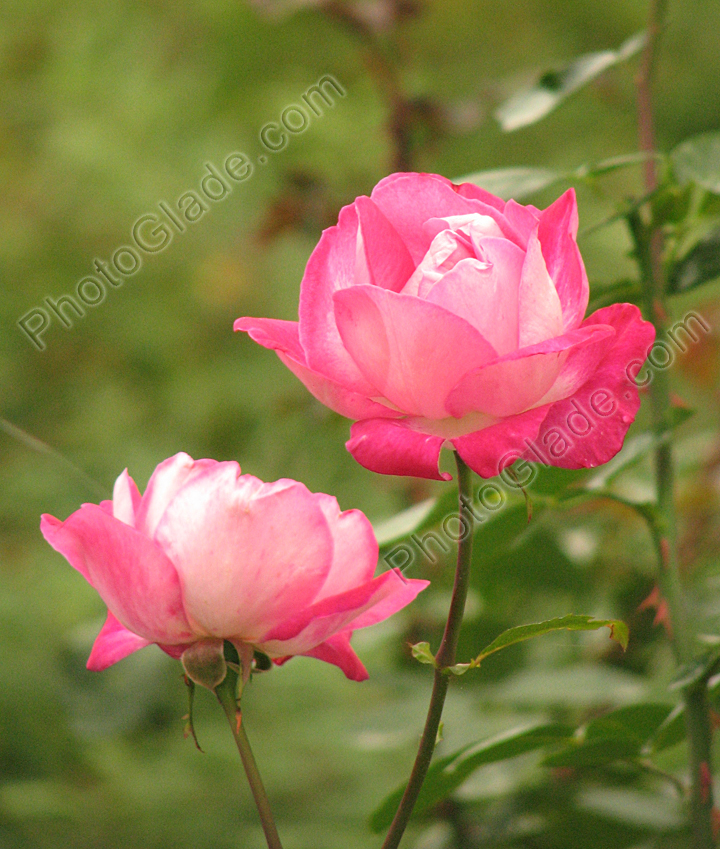 Цветущие розовые розы.