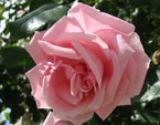 Июльское цветение розовой розы. 
Размер: 700x570. 
Размер файла: 336.12 КБ