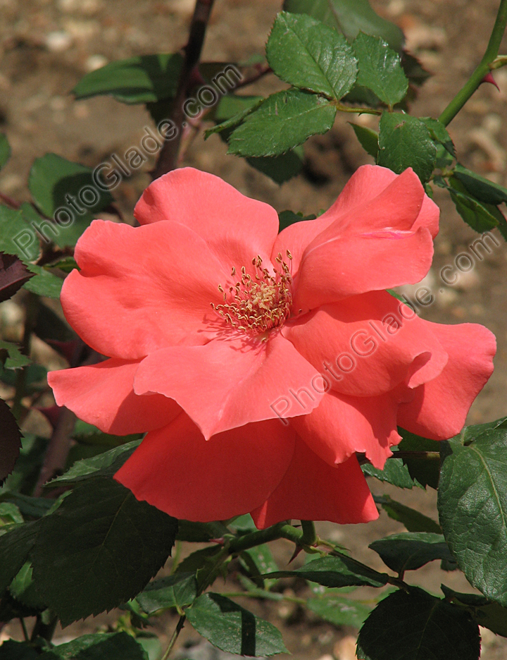 Отцветающая роза цвета лососины.