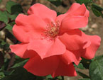 Отцветающая роза цвета лососины. 
Размер: 720x936. 
Размер файла: 570.06 КБ