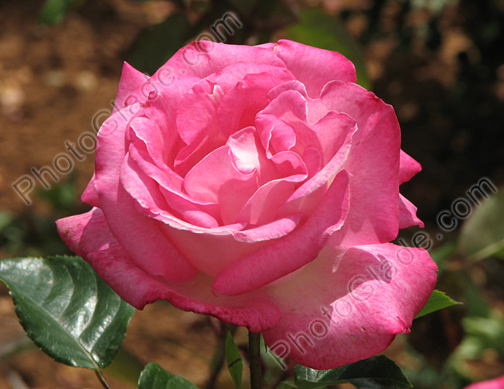 Розовая роза под летним солнцем.