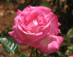 Розовая роза под летним солнцем. 
Размер: 720x556. 
Размер файла: 350.52 КБ