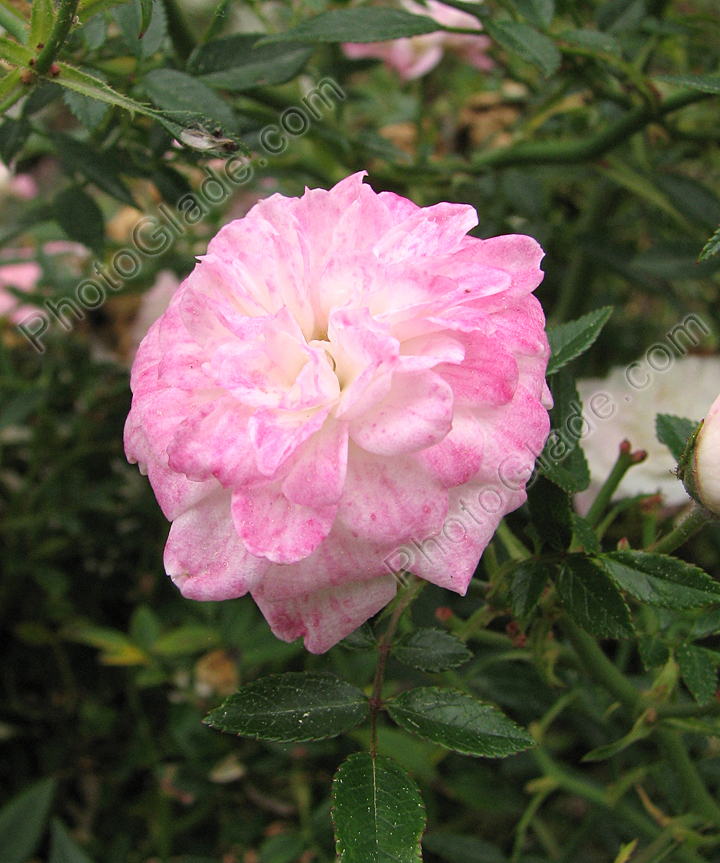 Миниатюрная бело-розовая роза Cinderella.