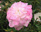 Миниатюрная бело-розовая роза Cinderella. 
Размер: 720x863. 
Размер файла: 555.38 КБ