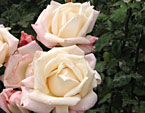 Белые розы Anna. 
Размер: 720x932. 
Размер файла: 559.13 КБ