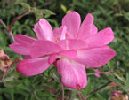 Миниатюрная роза Rouletii из Никитского сада. 
Размер: 720x566. 
Размер файла: 378.17 КБ