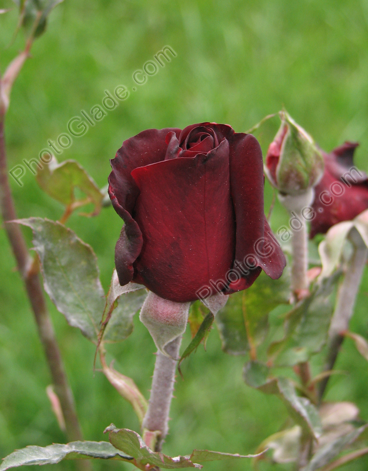 Бутон чёрной розы.