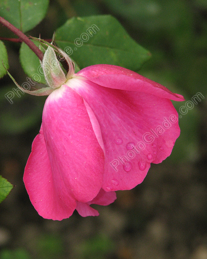 Цветок розы Cyclamen.