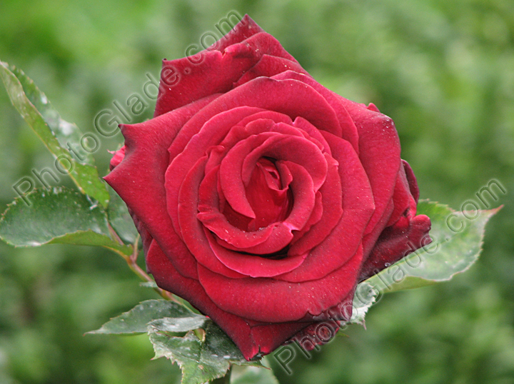 Красная роза - осеннее цветение.