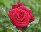 Красная роза - осеннее цветение. 
Размер: 720x538. 
Размер файла: 356.65 КБ