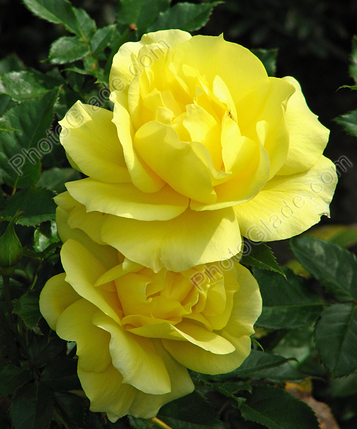 Жёлтые розы Mabella.